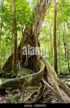 Blick auf das Wurzelwerk eines Baumes Würgefeige in der Mossman Gorge, Teil des Daintree National Park, Mossman, Queensland, Australien Stockfoto