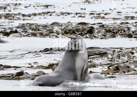 Zwei männliche südlichen See-Elefanten sparring auf Macquarie Island, australische Sub-Antarktis Stockfoto