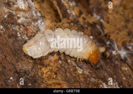 Geringerem Hirschkäfer-Larven auf abgestorbenem Holz. Stockfoto
