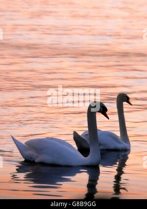 Zwei Schwäne bei schwachem Licht am Lough Derg Co. Tipperary Irland Stockfoto