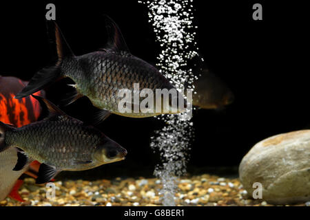 Haufen von Karpfen Fisch im aquarium Stockfoto