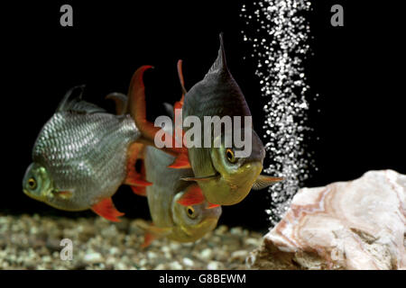 Haufen von Karpfen Fisch im aquarium Stockfoto