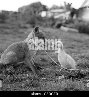 Der COB Wright aus Condover, Shrewsbury, ein Hühner- und Entenbauer, fand diesen streunenden Fuchs - den er Charlie nannte - auf seinem Ackerland. Donald, der Entlein, versucht, sich mit Charlie anzufreunden, nachdem er von dem Bauern erschöpft und fast im Sterben gefunden wurde. Stockfoto