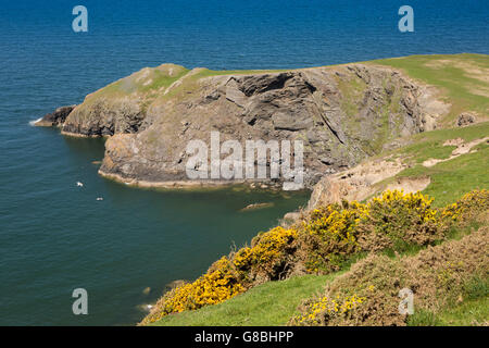 Großbritannien, Wales, Ceredigion, Llangrannog, Carreg Ifan, Ginster auf Felsen über Ynys Lochtyn Insel Stockfoto