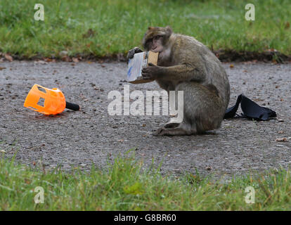 Ein Barbary Macaques, einer aus einer Gruppe, die als "Middle Hill Truppe" bekannt ist, nachdem er zwischen dem Gipfel des Gibraltar Rock und der Stadt gelebt hat, zeigt, was passiert, wenn Autofahrer vergessen, ihren Gepäckraum zu verschließen, da Schottlands einziger Abschnitt für die Affenfahrt im Blair Drummond Safari Park eröffnet wird. Stockfoto