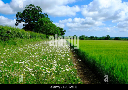 Oxeye Gänseblümchen und Grünes Weizenfeld, North Norfolk, england Stockfoto