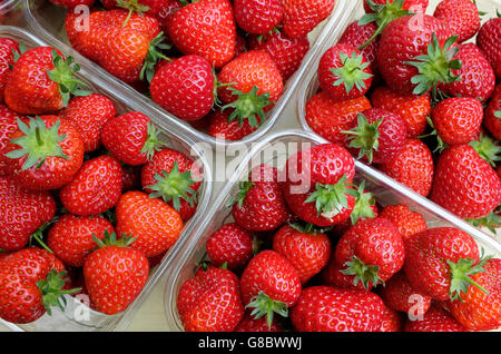 englische Erdbeeren in Kunststoff-Behältern Stockfoto
