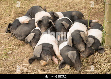 Gruppe von Ferkeln übereinander schlafen Stockfoto