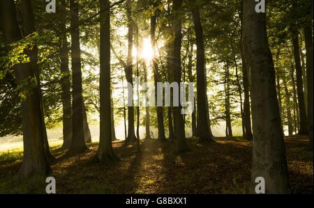 Im Pollok Country Park, Glasgow, strömt am frühen Morgen die Herbstsonne durch die Bäume. Stockfoto