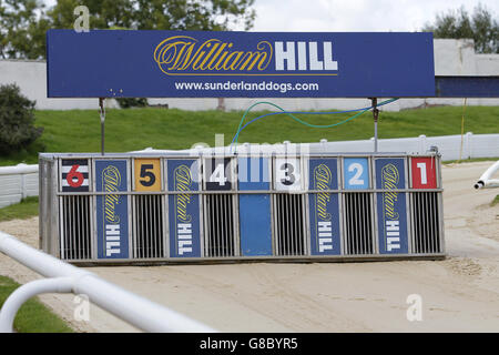 Greyhound Racing - Sunderland Greyhound Stadium Stockfoto