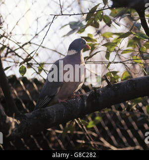 Tiere - London Zoo - Regents Park, London Stockfoto