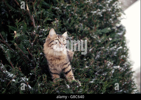 Eine flauschige Tabbykatze, die zwischen schneebedeckten immergrünen Zweigen thront, mit einem neugierigen und aufmerksamen Ausdruck, Stockfoto