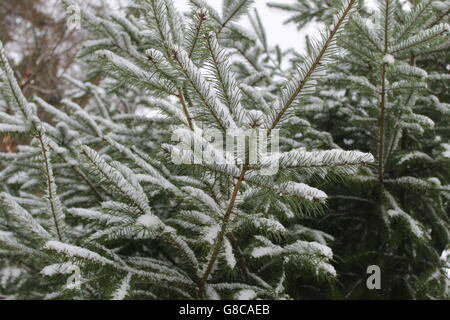 Schnee auf Stechpalme Bush, Holly, Winter, Hampshire, UK Stockfoto