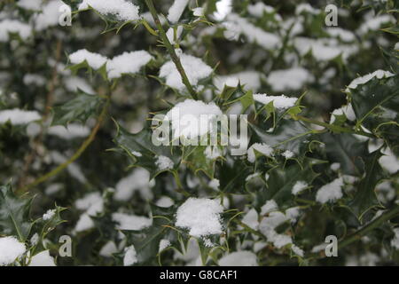 Schnee auf Stechpalme Bush, Holly, Winter, Hampshire, UK Stockfoto