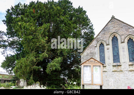 Die 2.700 Jahre alte Eibe bei All Saints Church, Norbury, Shropshire, England, UK Stockfoto