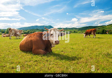 Kuh liegend in einem Feld an einem sonnigen Tag Stockfoto