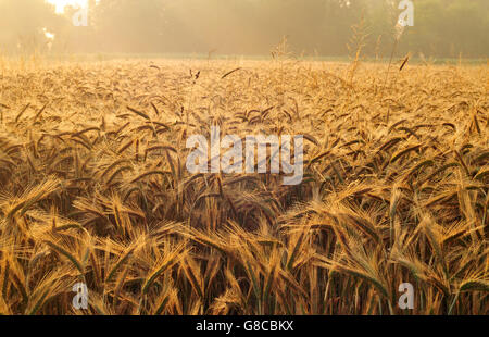 Bereich der Gerste beleuchtet vom Licht des frühen Morgens Stockfoto