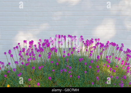 Lila Blumen Stockfoto