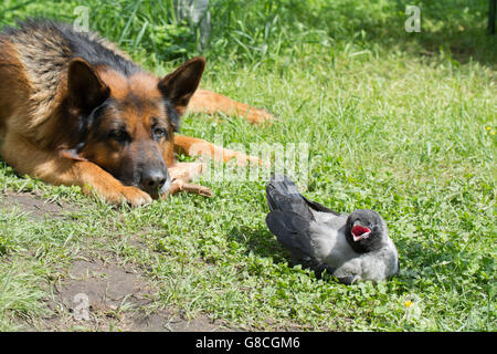 Deutscher Schäferhund und Hooded Crow Stockfoto