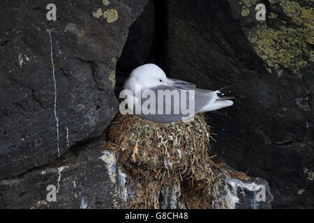 Dreizehenmöwe (Rissa Tridactyla) Stockfoto