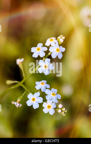 Kleine blaue Myosotis Blumen, auch genannt Vergiss mein nicht, unter den warmen Sonnenstrahlen im Sommer Stockfoto