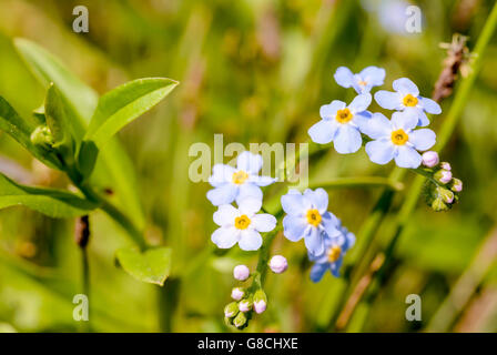 Kleine blaue Myosotis Blumen, auch genannt Vergiss mein nicht, unter den warmen Sonnenstrahlen im Sommer Stockfoto
