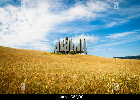 Cypress in San Qurico d ' Orcia Stockfoto