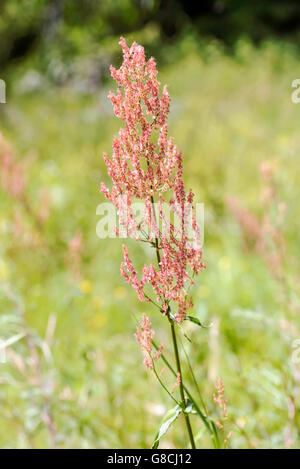 Rote frische Rumex Acetosella, allgemein bekannt als Schafwolle Sauerampfer, rote Sauerampfer, sauer Unkraut und Feld Sauerampfer, in einer grünen Wiese. Stockfoto