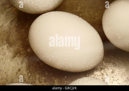 Hühnereier in kochendem Wasser in einem Metall schwenken. Close-up Stockfoto