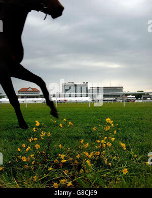 Auf dem Weg nach Royal Ascot in York galoppiert das irische Pferd Leg Spinner vom Tony Martin Stall auf der Knavesmire-Strecke, während sich York auf das Royal Meeting vorbereitet, das morgen den Eröffnungstag hat. Stockfoto