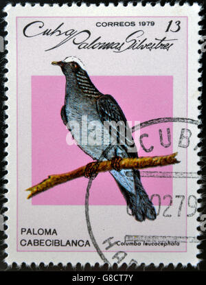 Kuba - ca. 1979: Eine Briefmarke gedruckt in Kuba gewidmet verwilderte Tauben Willen zeigt weiß-gekrönte Taube (Columba Leucocephala), ci Stockfoto