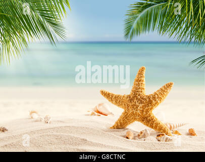 Tropischer Strand mit verschiedenen Muscheln im Sand, Exemplar für Text. Konzept der Erholung im Sommer Stockfoto