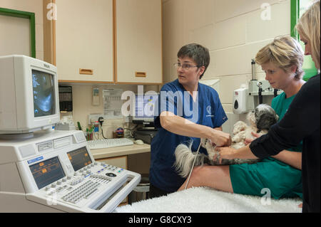 Tierarzt und Krankenschwester Scannen eines Hundes. Stockfoto