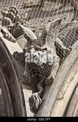 Beängstigend steinernen gotischen Wasserspeier Flügel und Schwanz am Rathaus in Marienplatz, München, Deutschland Stockfoto