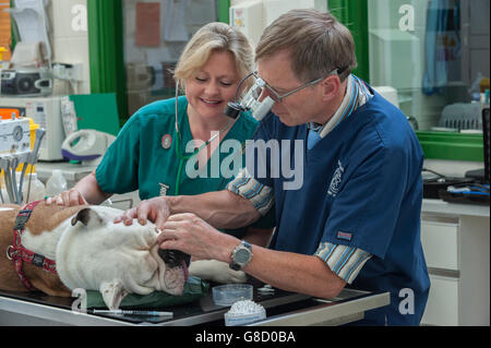 Tierarzt und Krankenschwester auf einen Hund Stockfoto