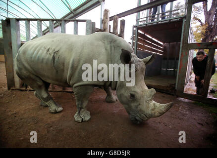 Tswane kommt im Blair Drummond Safari Park Stockfoto