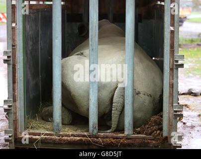 Tswane kommt im Blair Drummond Safari Park Stockfoto