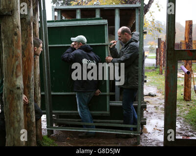 Tswane kommt im Blair Drummond Safari Park Stockfoto