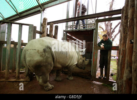 Tswane kommt im Blair Drummond Safari Park Stockfoto