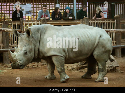 Tswane kommt im Blair Drummond Safari Park Stockfoto