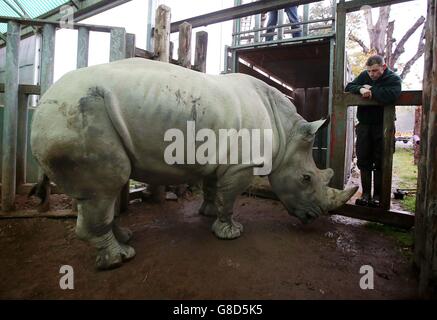 Tswane das südliche weiße Nashorn, beobachtet von der Tierhalterin Graeme Alexander, kommt im Blair Drummond Safari Park in der Nähe von Stirling in Schottland an und wird Graham, Dot und Bruce im Rahmen des Europäischen Programms zur Zucht gefährdeter Arten begleiten. Der Transfer, vorausgesetzt, sie wird erfolgreich mit Graham brüten, soll die genetische Vielfalt innerhalb der in Gefangenschaft lebenden Versicherungspopulation erhöhen. Stockfoto