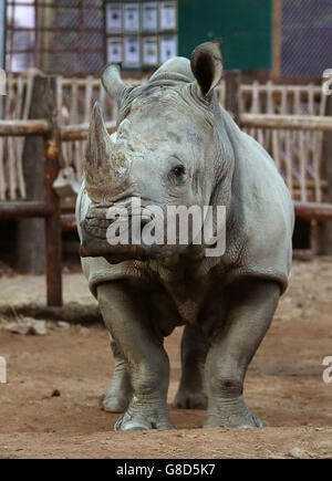 Tswane kommt im Blair Drummond Safari Park Stockfoto