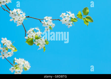 Wilden weißen Kirschblüten-Cluster auf Zweigen mit Tiefenschärfe, himmelblauen Hintergrund. Prunus spp. Stockfoto