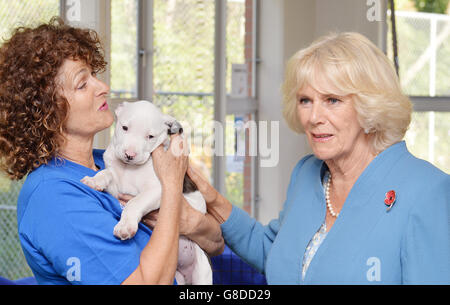 Die Herzogin von Cornwall (rechts) streichelt Jonah den Hund in einem Tierkrankenhaus am Stadtrand von Wellington in Neuseeland. Stockfoto