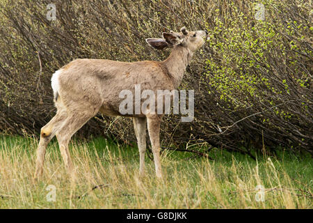 Rocky Mountain Mule Deer im Colorado Stockfoto