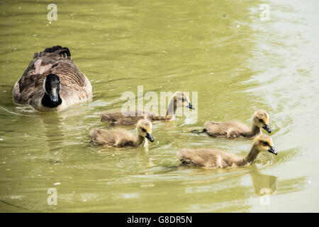 Vier Gänschen Schwimmen mit einem Erwachsenen kanadische Gans (Branta canadensis) Stockfoto