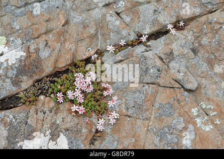 Englische Fetthenne, Sedum Anglicum. Isle of Ulva, Mull, Schottland Stockfoto