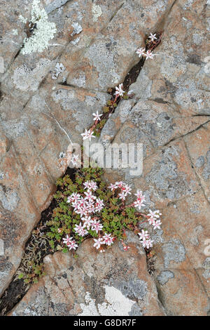 Englische Fetthenne, Sedum Anglicum. Isle of Ulva, Mull, Schottland Stockfoto