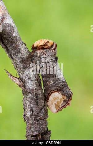 Buff-Tip Motte, Phalera Bucephala, Familie Notodontidae, getarnt auf einem Zweig, Schottland, UK Stockfoto