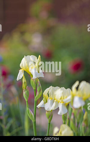 Blassgelbe Iris Blüten. Stockfoto